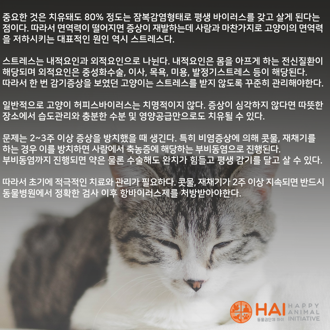 칼럼연재] 이진수 자문위원의 반려묘 이야기_숨어서 평생 괴롭히는 '고양이 허피스바이러스' : 동물권단체 하이