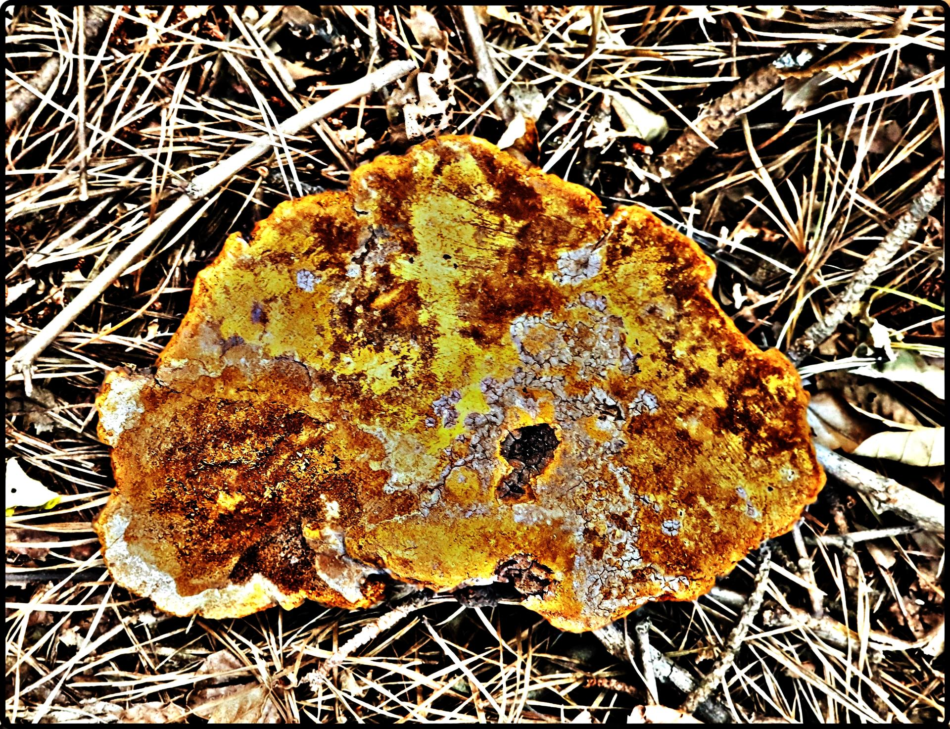 자연산야생 黃金松 황금송 상황버섯) : 암에좋은자연산약초종류