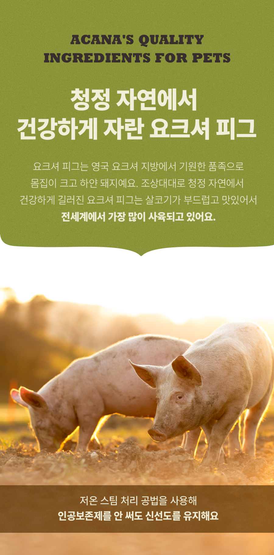 아카나 요크셔 포크 2kg