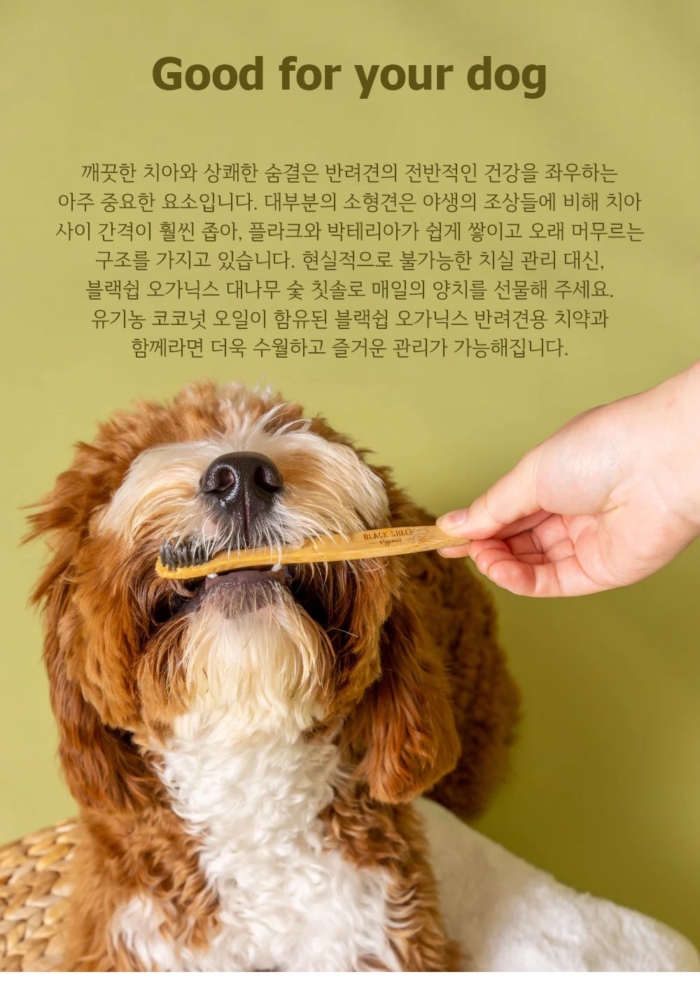 블랙쉽 오가닉스 반려견용 대나무 숯 칫솔 XS