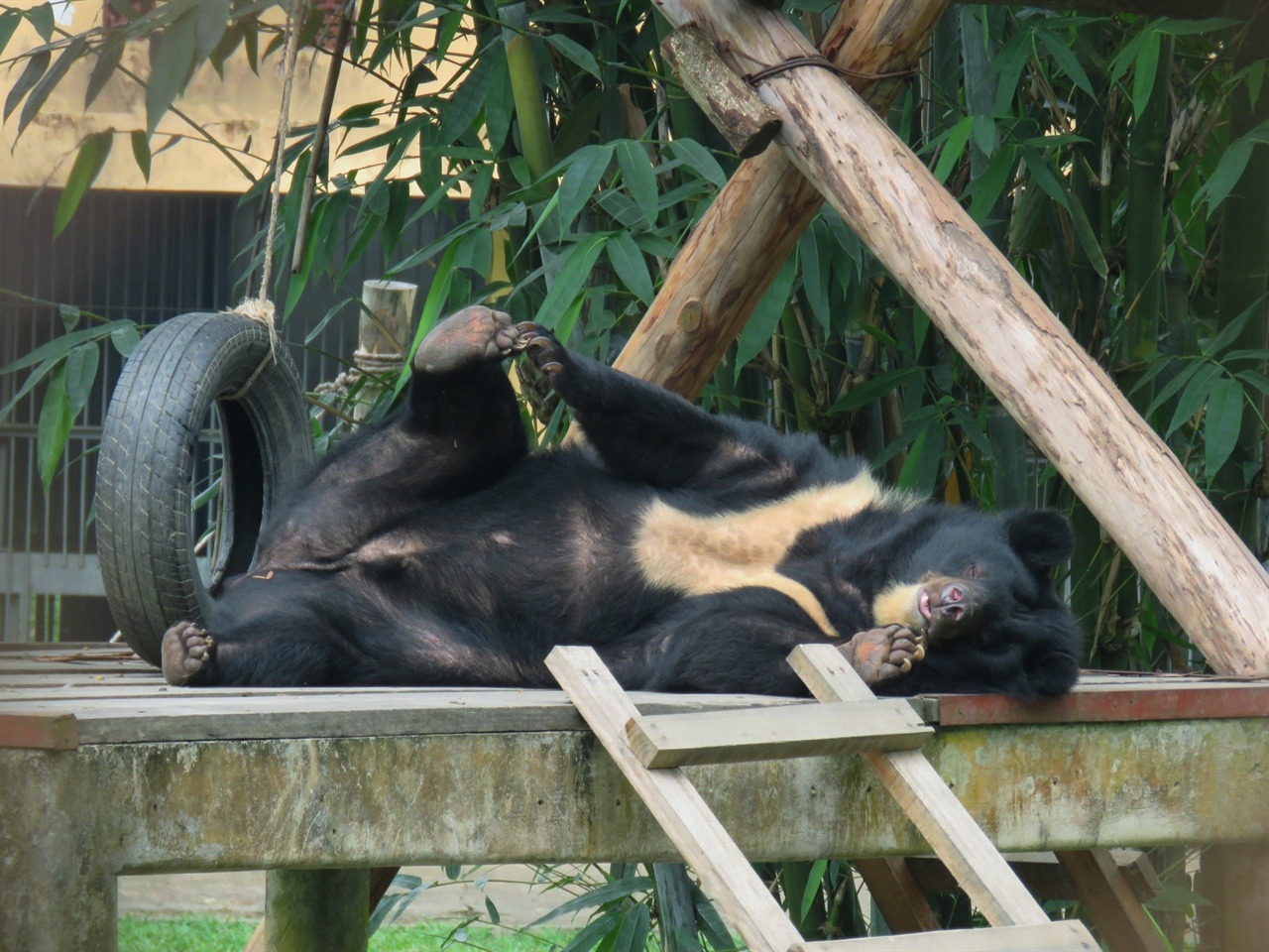  한가로이 낮잠을 즐기는 곰의 모습. 무슨 꿈을 꾸고 있을까.