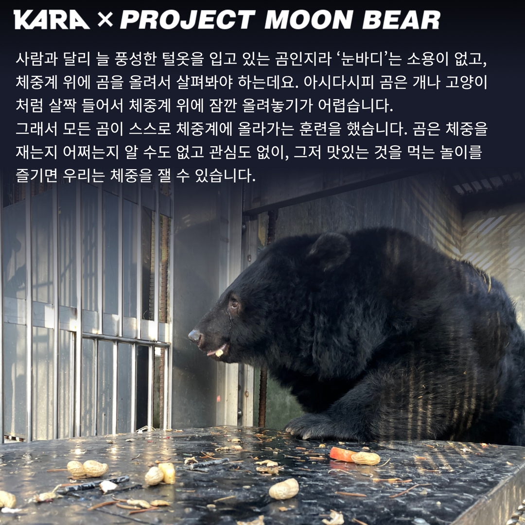 회색곰 먹는 사람