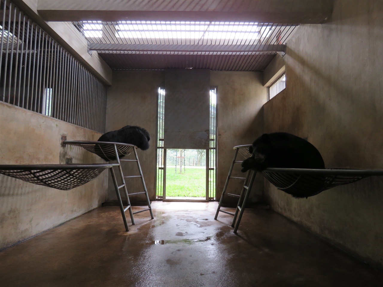  방에서 휴식을 취하는 곰들. 방사장과 방을 자유로이 오갈 수 있다. 