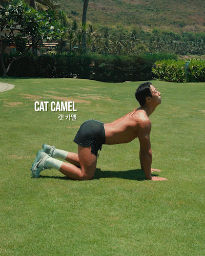 캣카멜,cat camel,캣카우,cat cow