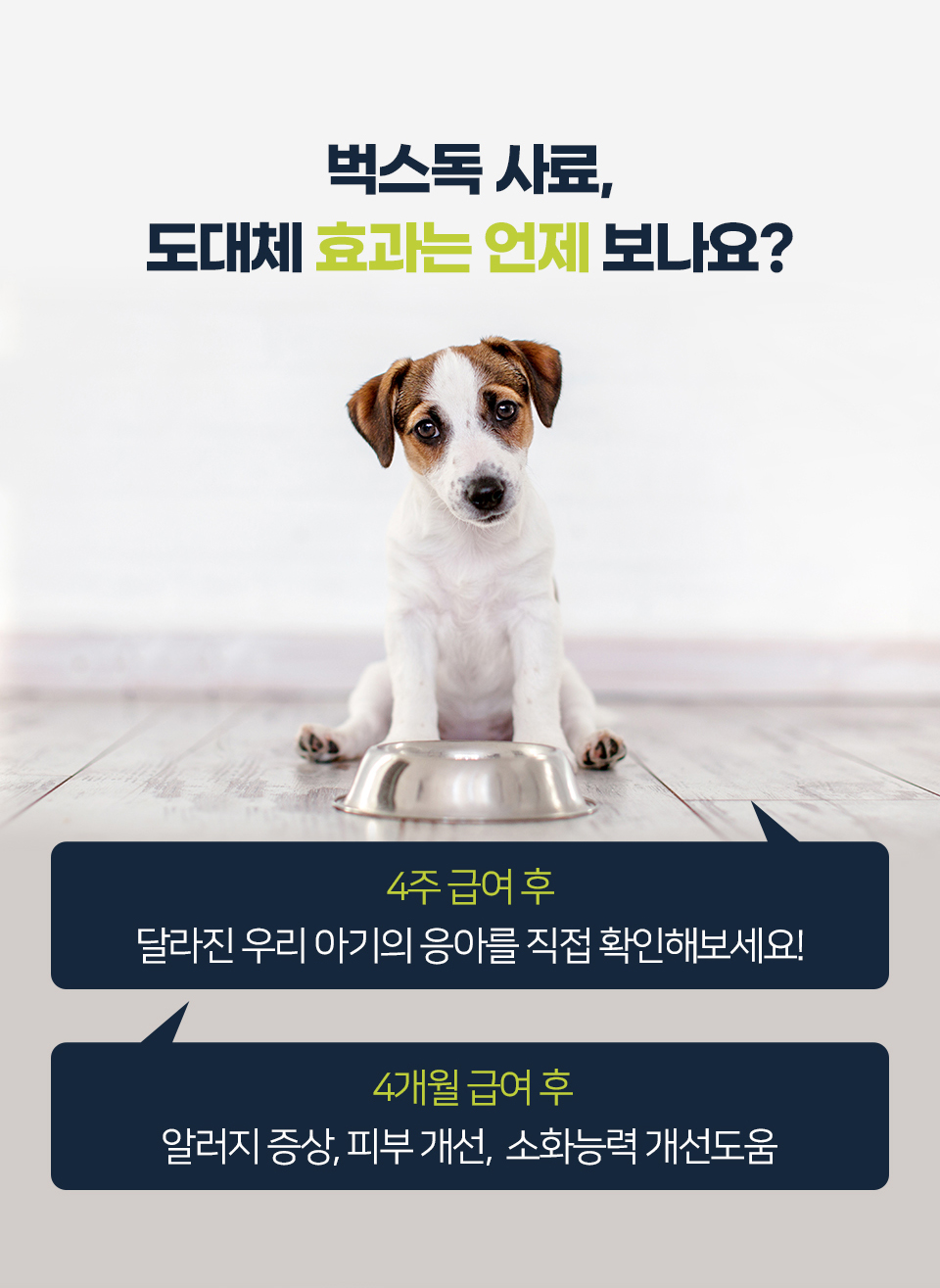 벅스독 오리지널 샘플 30g(사입전용)