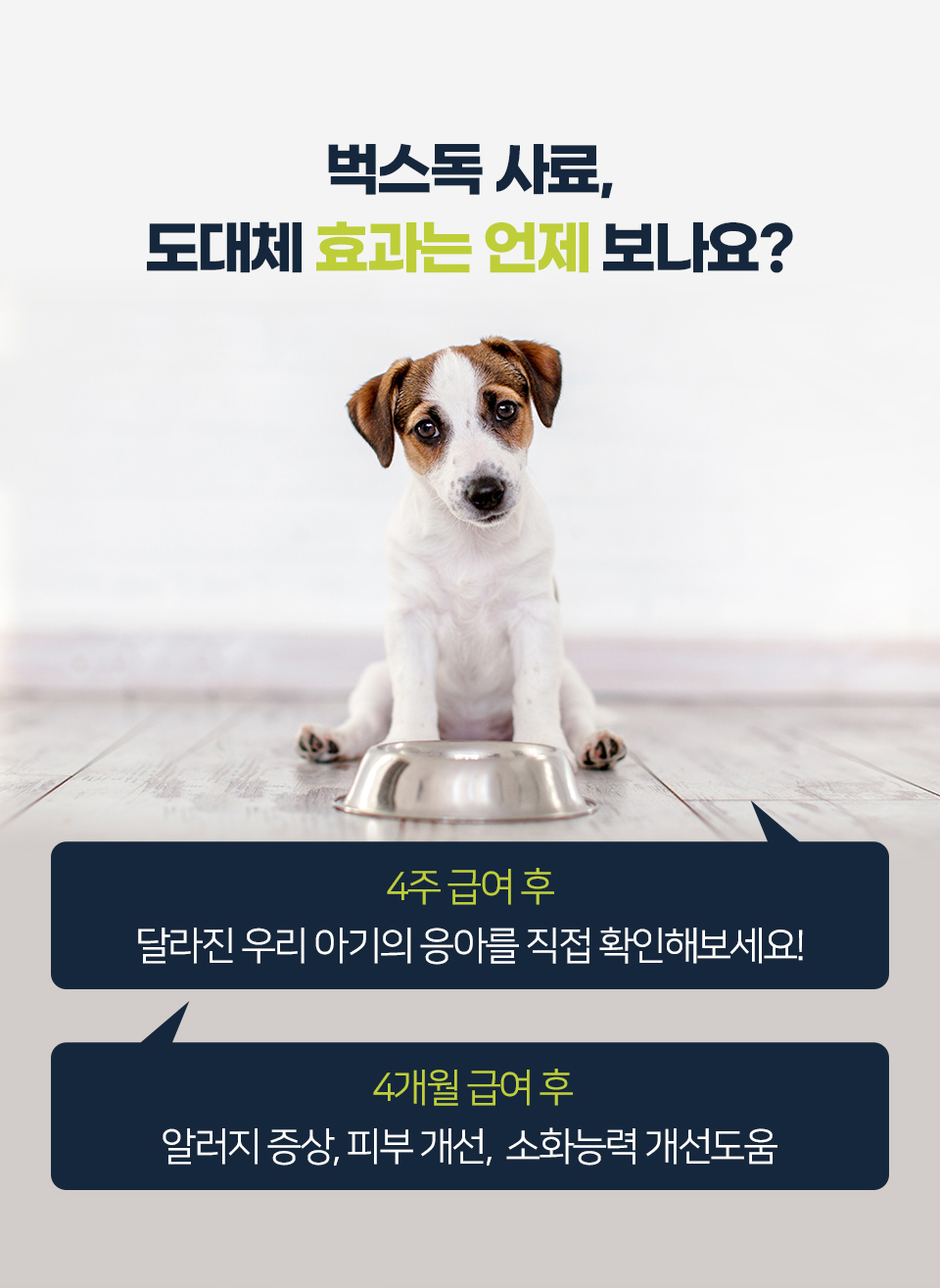 벅스독 오리지널 샘플 30g(사입전용)