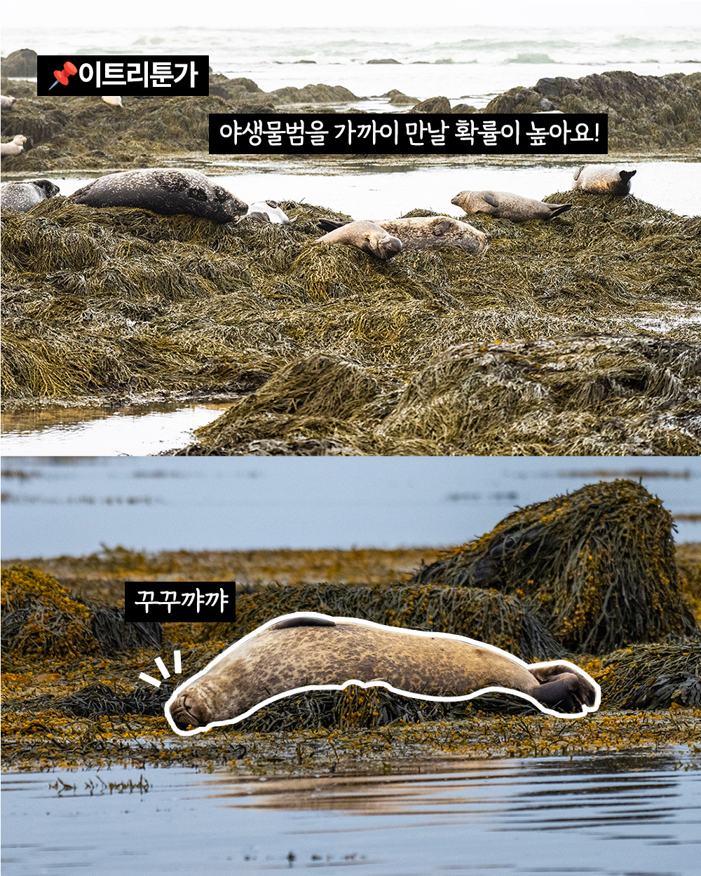 지호호투어 아이슬란드 1기