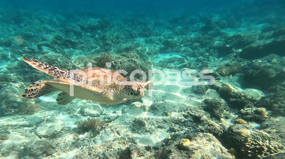 필리핀 호핑 투어 스팟에서 볼 수 있는 헤엄치는 바다거북