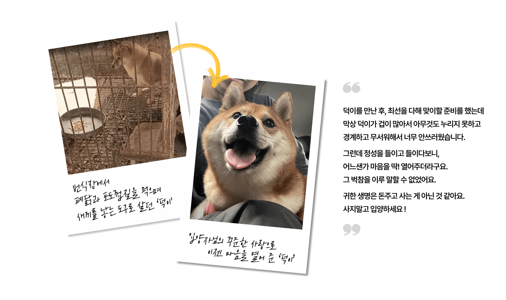 덕이를 만난 후, 최선을 다해 맞이할 준비를 했는데 막상 덕이가 겁이 많아서 아무것도 누리지 못하고 경계하고 무서워해서 너무 안쓰러웠습니다. 그런데 정성을 들이고 들이다보니, 어느샌가 마음을 딱! 열어주더라구요. 그 벅참을 이루 말할 수 없었어요. 귀한 생명은 돈주고 사는 게 아닌 것 같아요. 사지말고 입양하세요 !