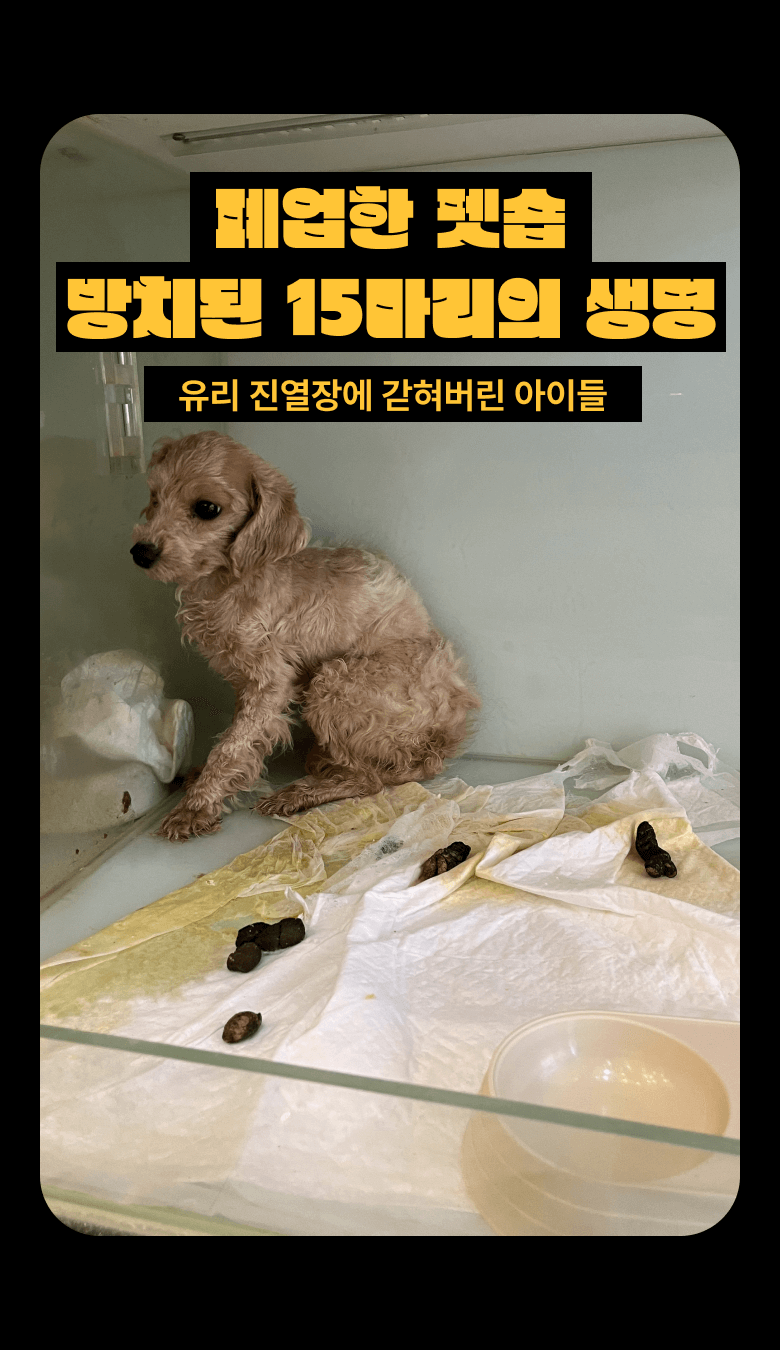 폐업한 펫숍, 방치된 15마리의 생명