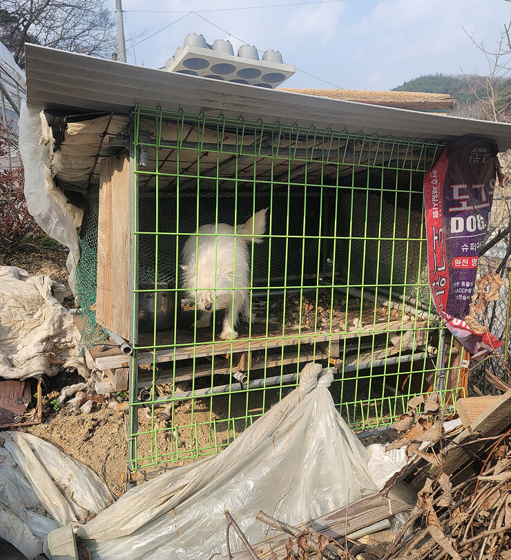 유기견 구조요청