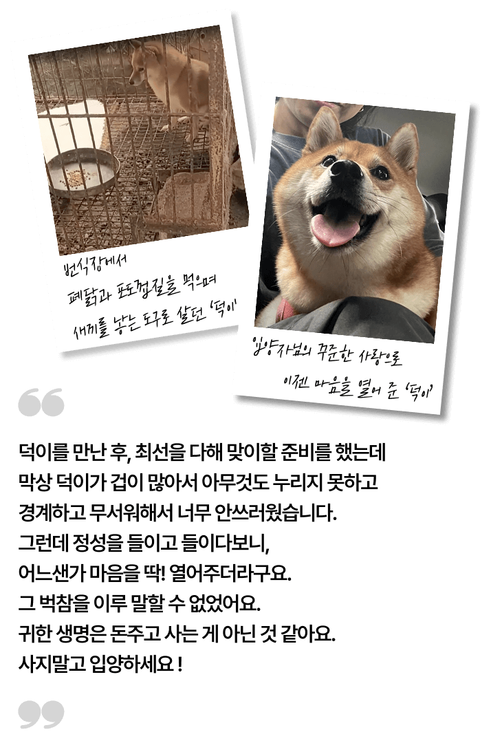 덕이를 만난 후, 최선을 다해 맞이할 준비를 했는데 막상 덕이가 겁이 많아서 아무것도 누리지 못하고 경계하고 무서워해서 너무 안쓰러웠습니다. 그런데 정성을 들이고 들이다보니, 어느샌가 마음을 딱! 열어주더라구요. 그 벅참을 이루 말할 수 없었어요. 귀한 생명은 돈주고 사는 게 아닌 것 같아요. 사지말고 입양하세요 !