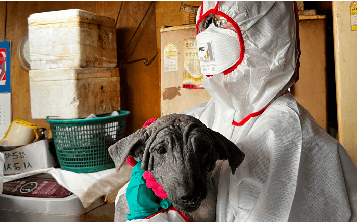 보호받은 강아지