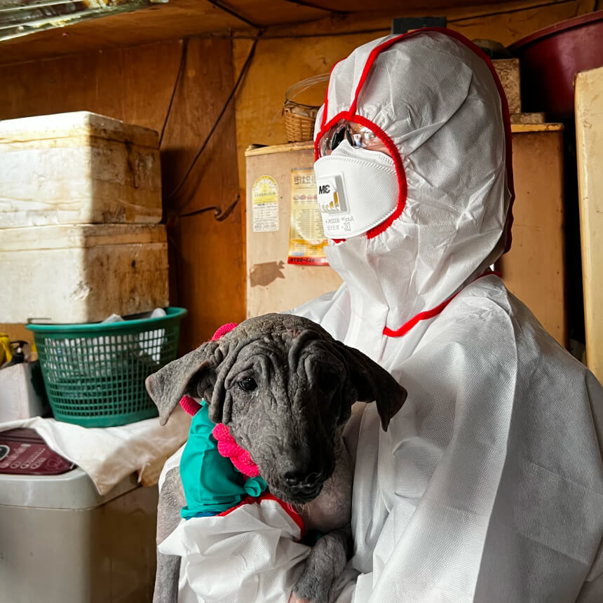 보호받은 강아지