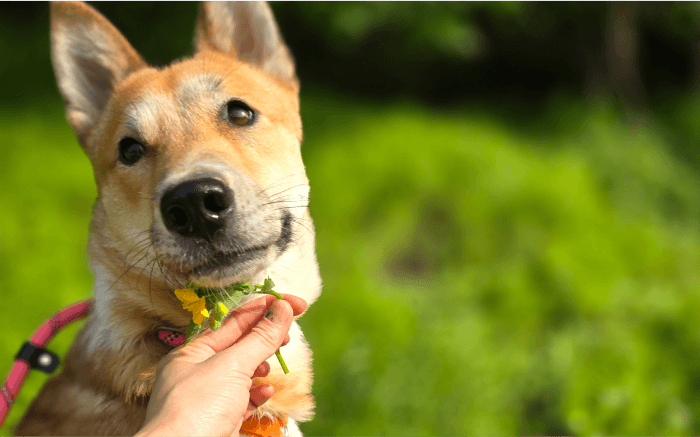 새 삶을 사는 강아지