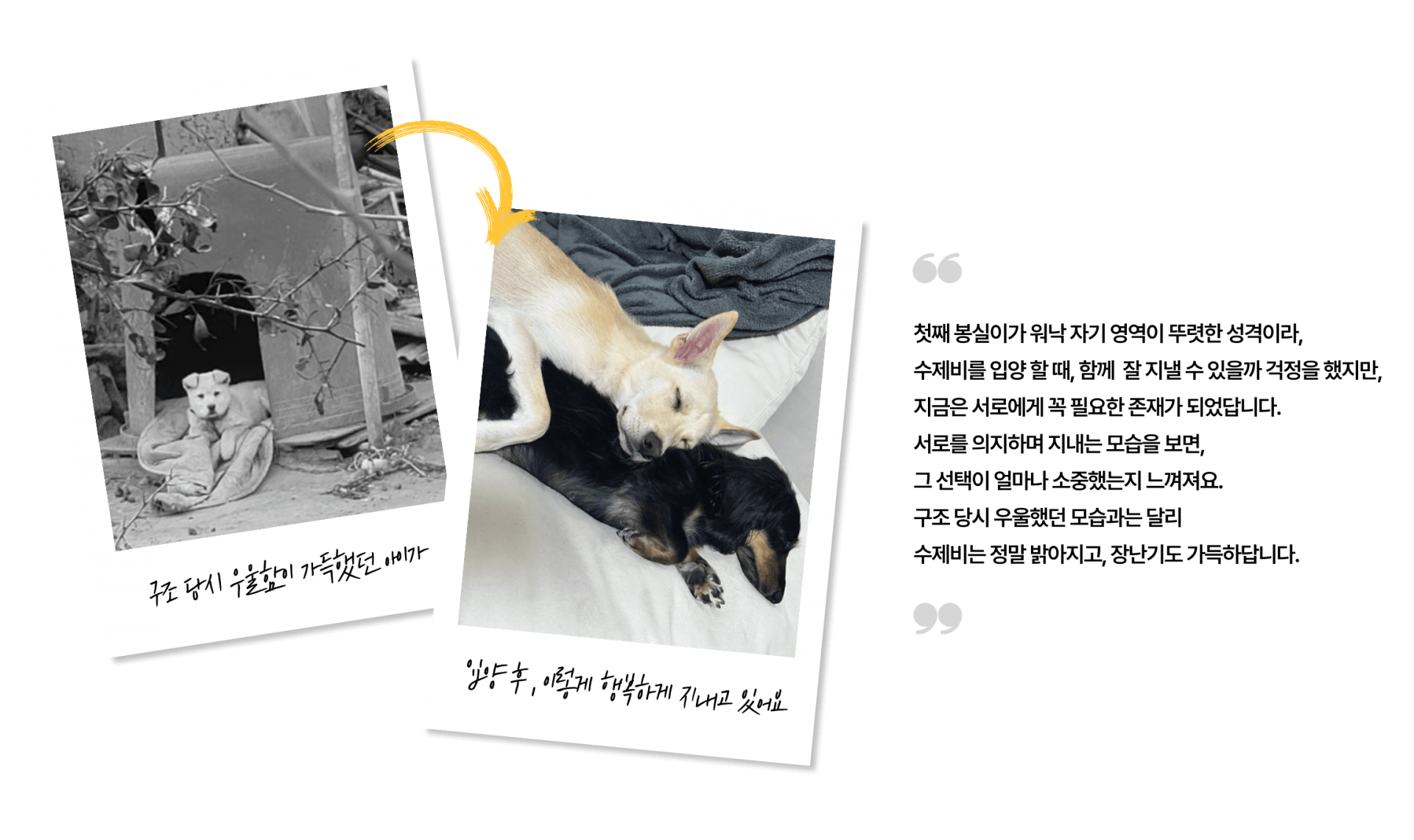 첫째 봉실이가 워낙 자기 영역이 뚜렷한 성격이라, 수제비를 입양 할 때, 함께  잘 지낼 수 있을까 걱정을 했지만, 
지금은 서로에게 꼭 필요한 존재가 되었답니다. 서로를 의지하며 지내는 모습을 보면, 그 선택이 얼마나 소중했는지 느껴져요. 구조 당시 우울했던 모습과는 달리 수제비는 정말 밝아지고, 장난기도 가득하답니다.
