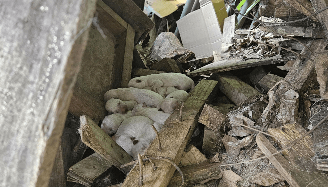 구조하고 있습니다