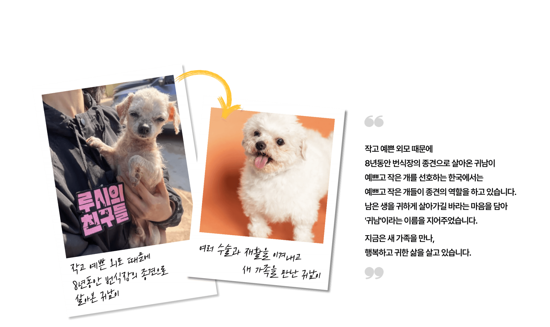 첫째 봉실이가 워낙 자기 영역이 뚜렷한 성격이라, 수제비를 입양 할 때, 함께  잘 지낼 수 있을까 걱정을 했지만, 
지금은 서로에게 꼭 필요한 존재가 되었답니다. 서로를 의지하며 지내는 모습을 보면, 그 선택이 얼마나 소중했는지 느껴져요. 구조 당시 우울했던 모습과는 달리 수제비는 정말 밝아지고, 장난기도 가득하답니다.