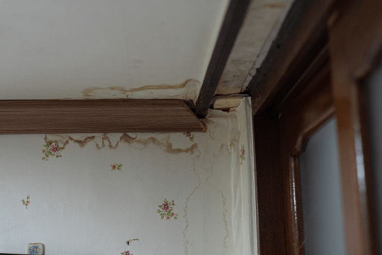 곰팡이 쓴 벽지