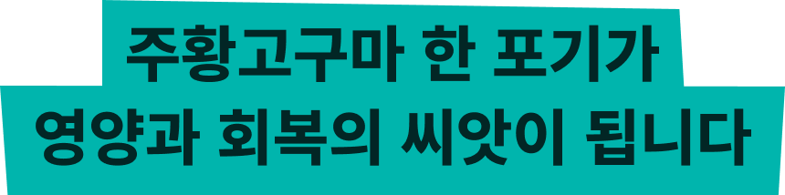 주황고구마 한 포기가 영양과 회복의 씨앗이 됩니다