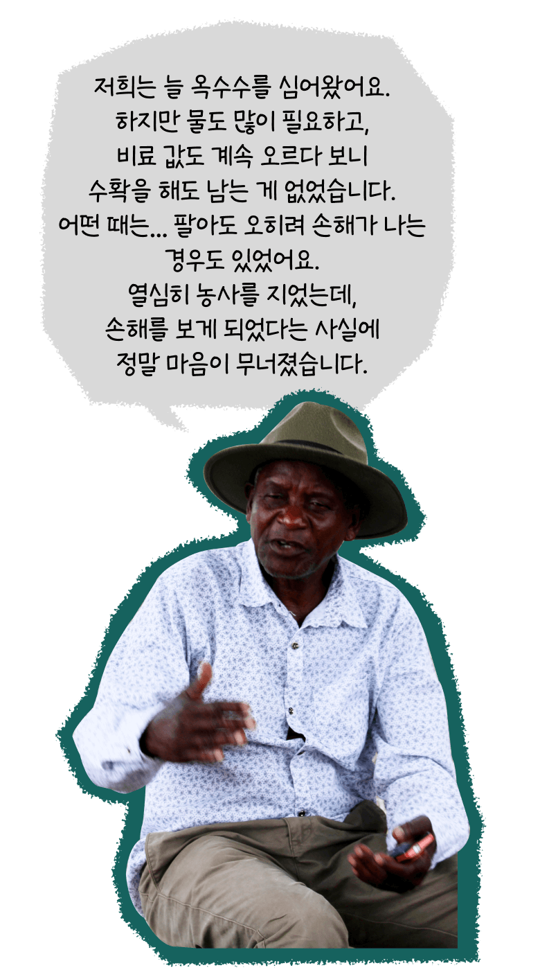 저희는 늘 옥수수를 심어왔어요. 하지만 물도 많이 필요하고, 비료 값도 계속 오르다 보니 수확을 해도 남는 게 없었습니다. 어떤 때는… 팔아도 오히려 손해가 나는 경우도 있었어요. 열심히 농사를 지었는데, 손해를 보게 되었다는 사실에 정말 마음이 무너졌습니다.