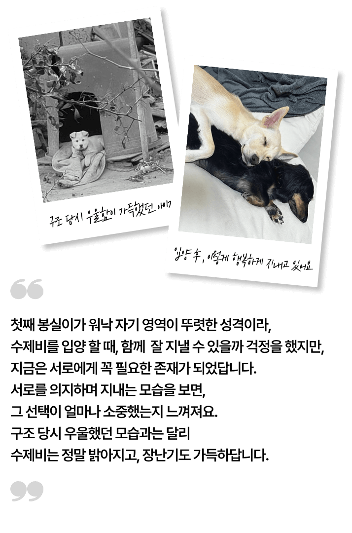 첫째 봉실이가 워낙 자기 영역이 뚜렷한 성격이라, 수제비를 입양 할 때, 함께  잘 지낼 수 있을까 걱정을 했지만, 
지금은 서로에게 꼭 필요한 존재가 되었답니다. 서로를 의지하며 지내는 모습을 보면, 그 선택이 얼마나 소중했는지 느껴져요. 구조 당시 우울했던 모습과는 달리 수제비는 정말 밝아지고, 장난기도 가득하답니다.