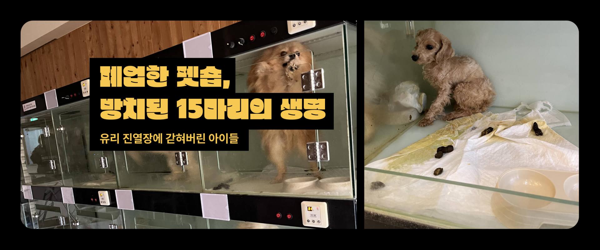 폐업한 펫숍, 방치된 15마리의 생명