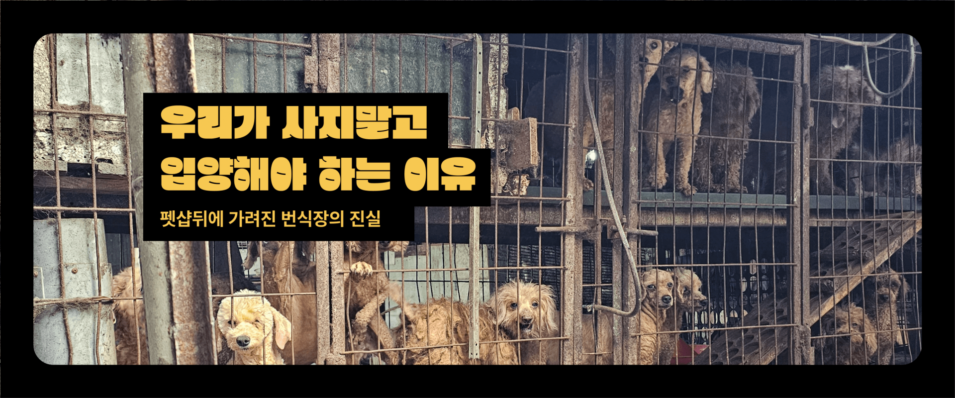 우리가 사지말고 입양해야 하는 이유. 펫샵뒤에 가려진 번식장의 진실