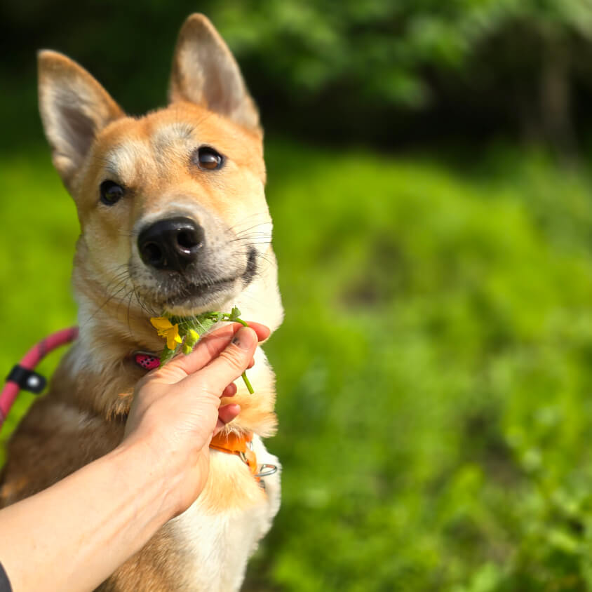 새 삶을 사는 강아지
