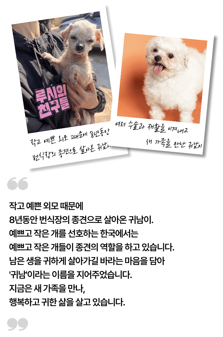 첫째 봉실이가 워낙 자기 영역이 뚜렷한 성격이라, 수제비를 입양 할 때, 함께  잘 지낼 수 있을까 걱정을 했지만, 
지금은 서로에게 꼭 필요한 존재가 되었답니다. 서로를 의지하며 지내는 모습을 보면, 그 선택이 얼마나 소중했는지 느껴져요. 구조 당시 우울했던 모습과는 달리 수제비는 정말 밝아지고, 장난기도 가득하답니다.