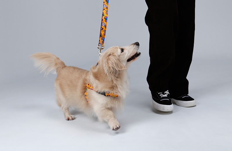 NORADOG Little PoPo Hands-Free Belt Leash