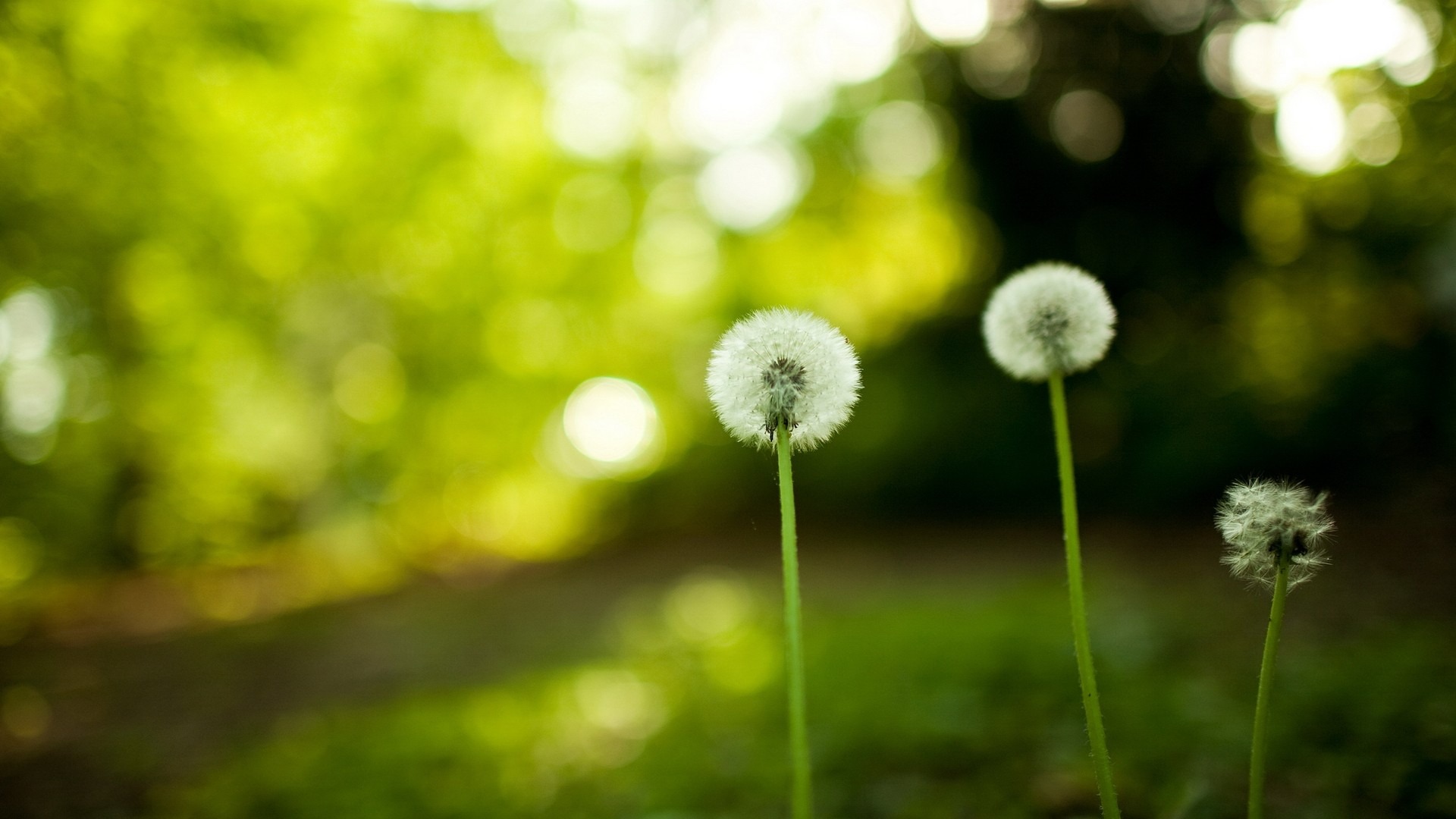 nature-grass-fields-dandelions-自然-草-フィールド-タンポポ.jpg nature-grass-fields-dandelions-自然-草-フィールド-タンポポ.jpg