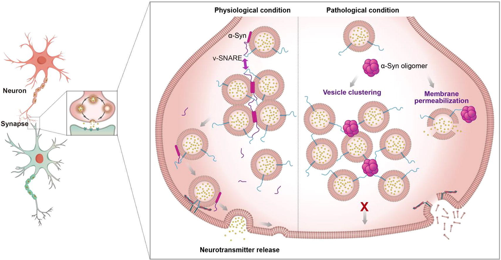 [Journal Of Molecular Biology]The Role Of α-Synuclein In SNARE-mediated ...