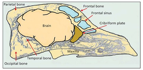Figure 1. Current technique in canine and feline neurosurgery