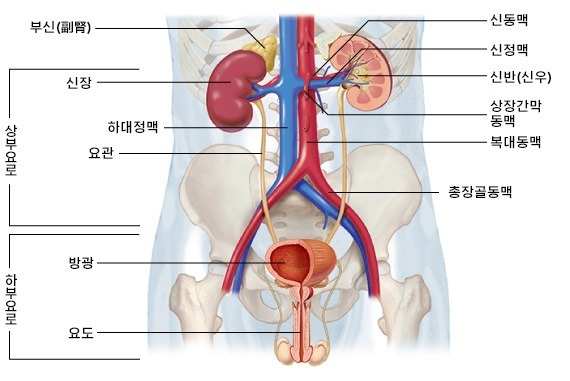 비뇨기 구조