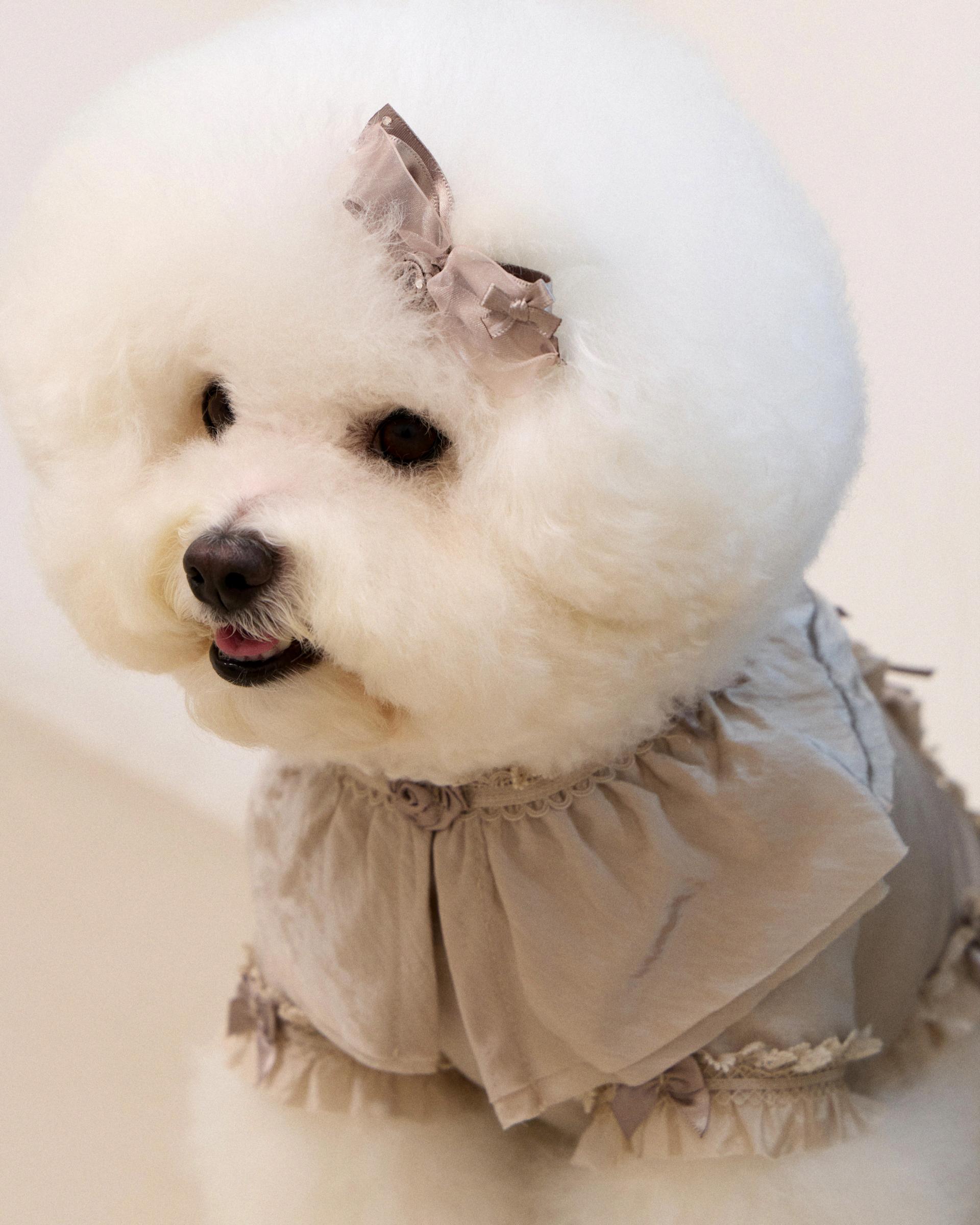 플리에벨BL