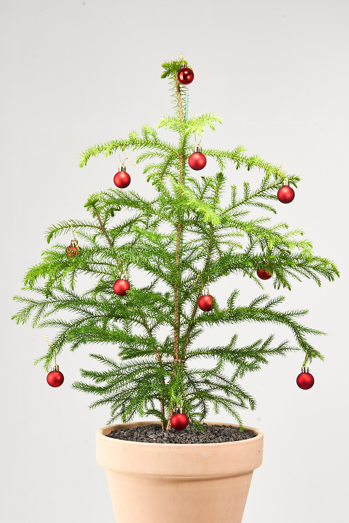 올겨울 크리스마스트리 나무, 아라우카리아 잘 키우는 법 : 숲과 나무에 대한 이야기 - 매거진