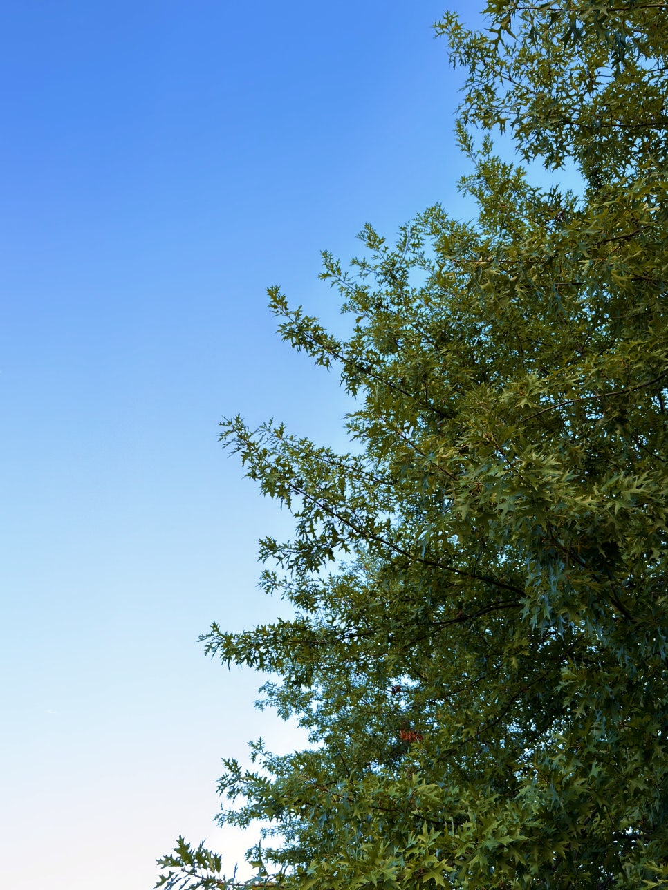 1d30358d1cfe8.png