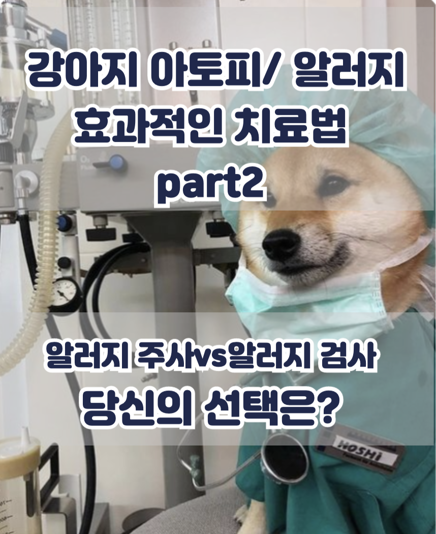 강아지 알러지/아토피 효과적인 치료법 Part2- 알러지 주사? 알러지 검사? : 베트리션 Aof 맞춤설계 식이관리