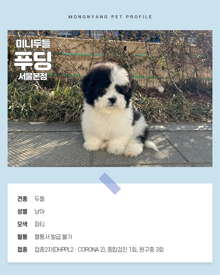 미니두들 분양 - 건강검진 완료 강아지 | 몽냥몽냥