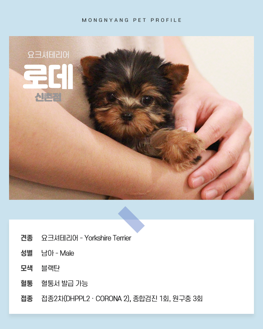 요크셔테리어 분양 - 건강검진 완료 강아지 | 몽냥몽냥
