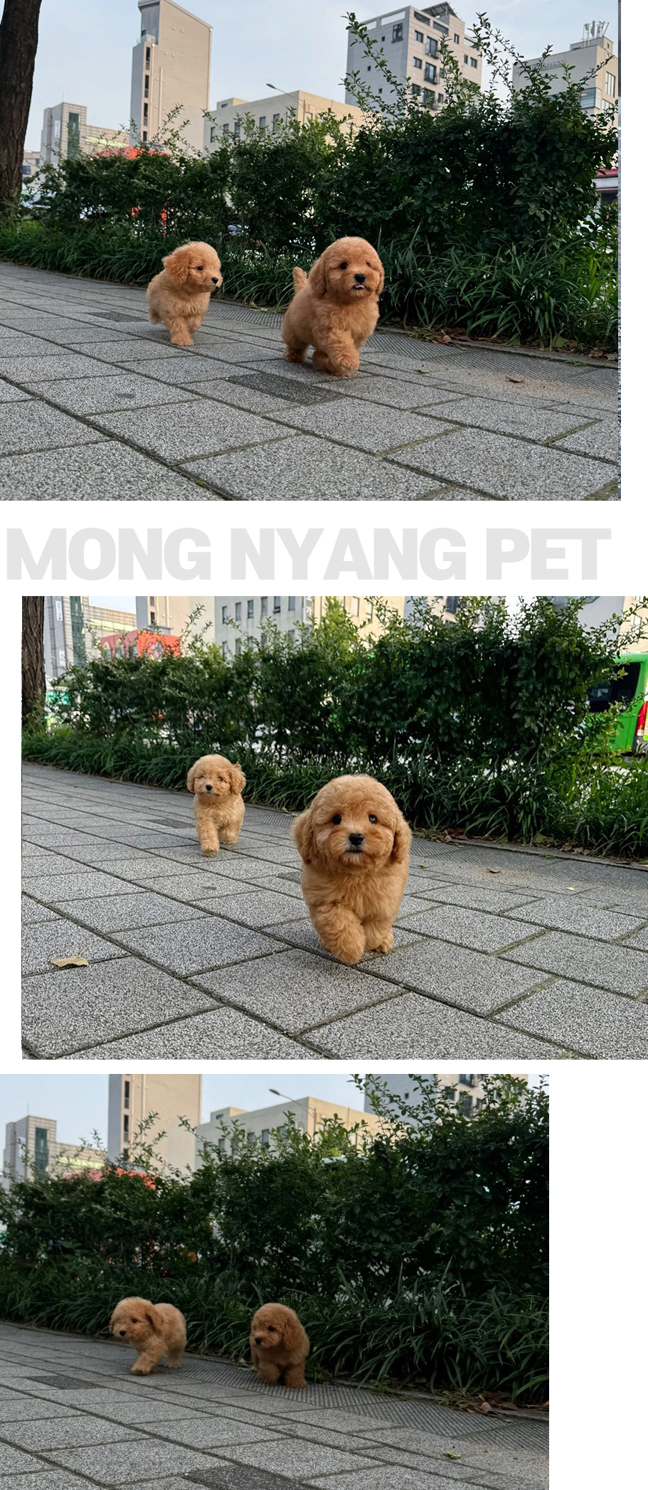 골든두들 분양 - 건강한 강아지 전문점 | 몽냥몽냥