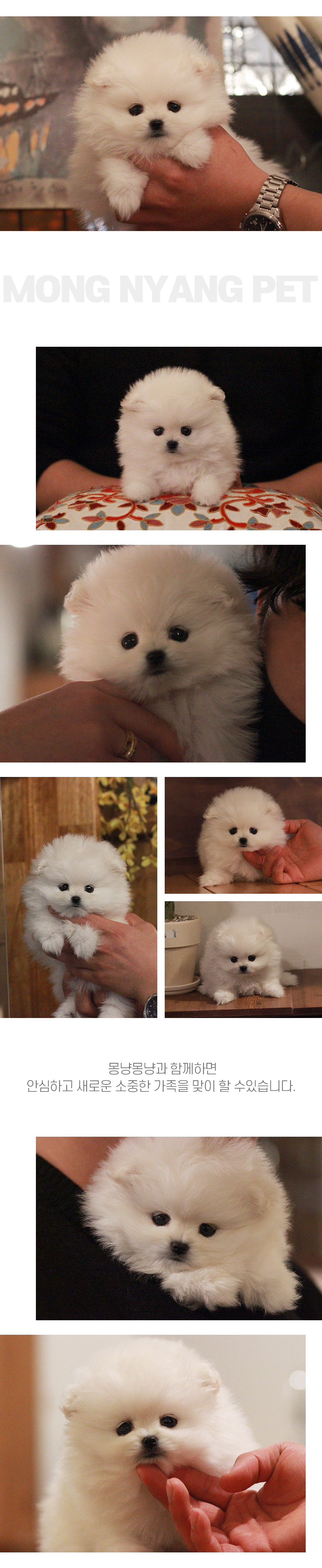 white pomeranian puppy for sale