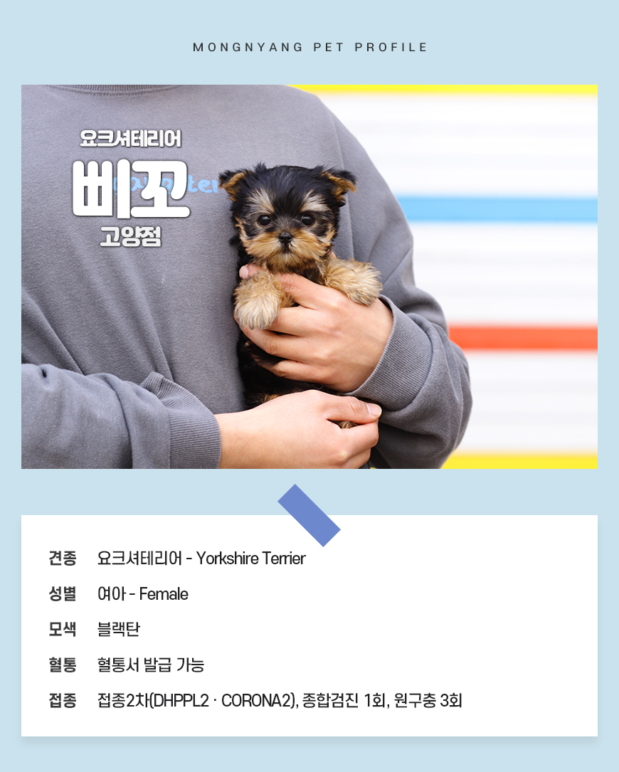 요크셔테리어분양
