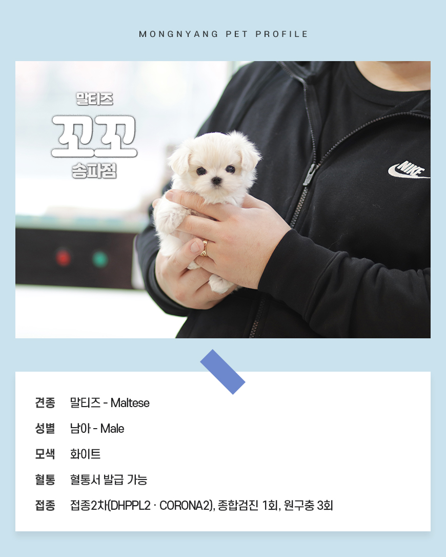 말티즈분양
