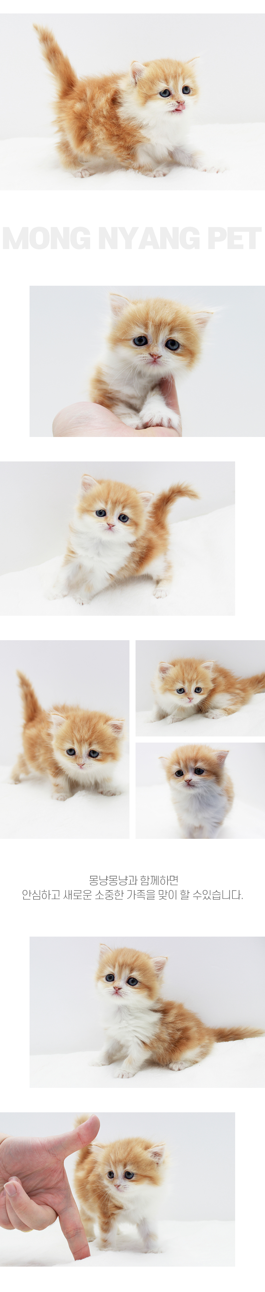 페르시안 분양 - 건강한 고양이 전문점 | 몽냥몽냥