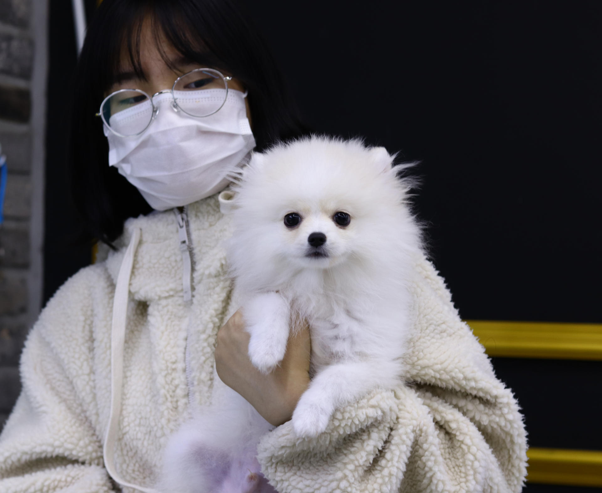 포메라니안 분양후기 몽냥고양점 김X서님 : 몽냥몽냥 - 강아지분양 고양이분양