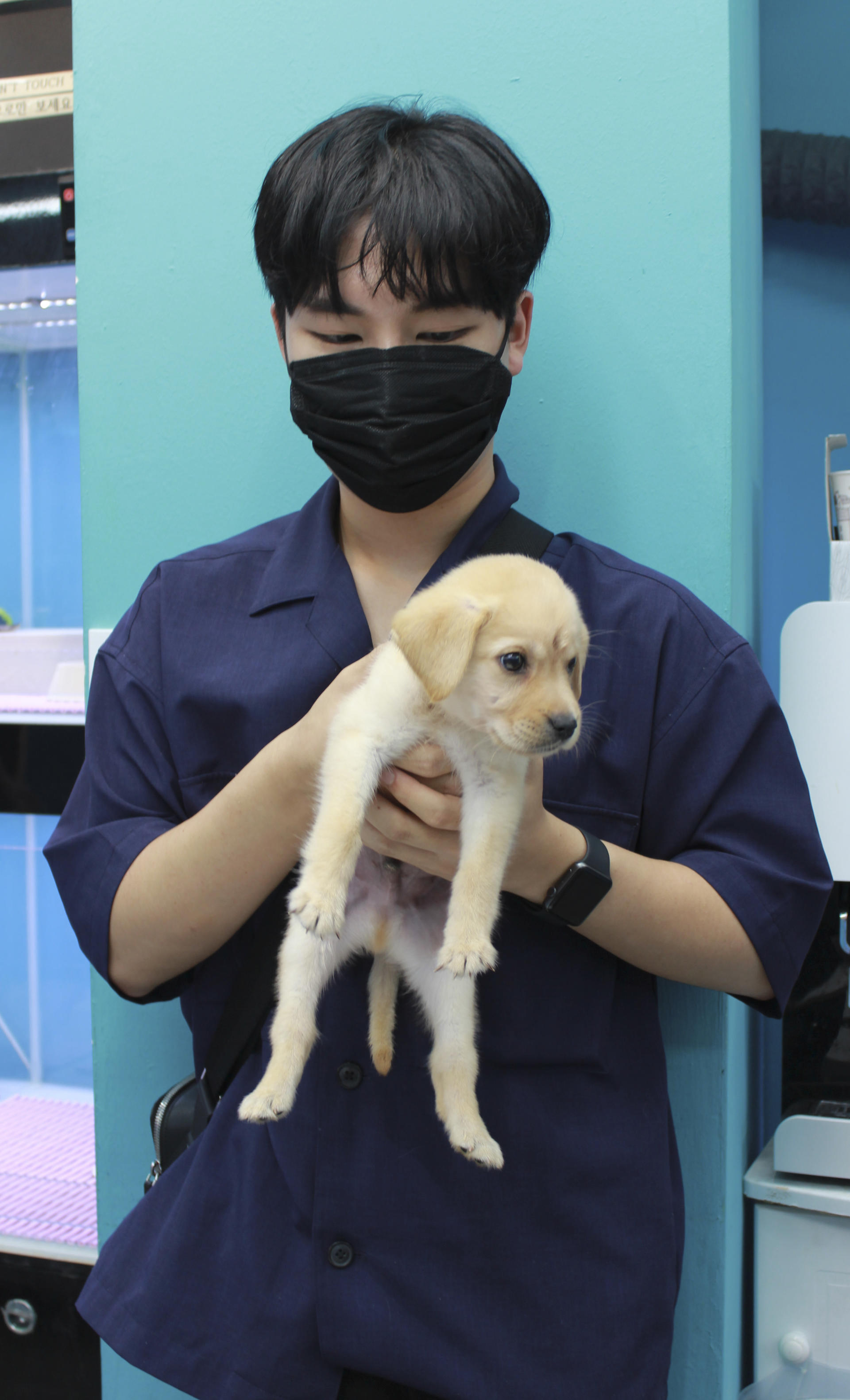 래브라도리트리버 분양후기 몽냥신촌점 천웅 *님 : 몽냥몽냥 - 강아지분양 고양이분양 래브라도리트리버 분양후기 몽냥신촌점 천웅 *님 : 몽냥몽냥 - 강아지분양 고양이분양