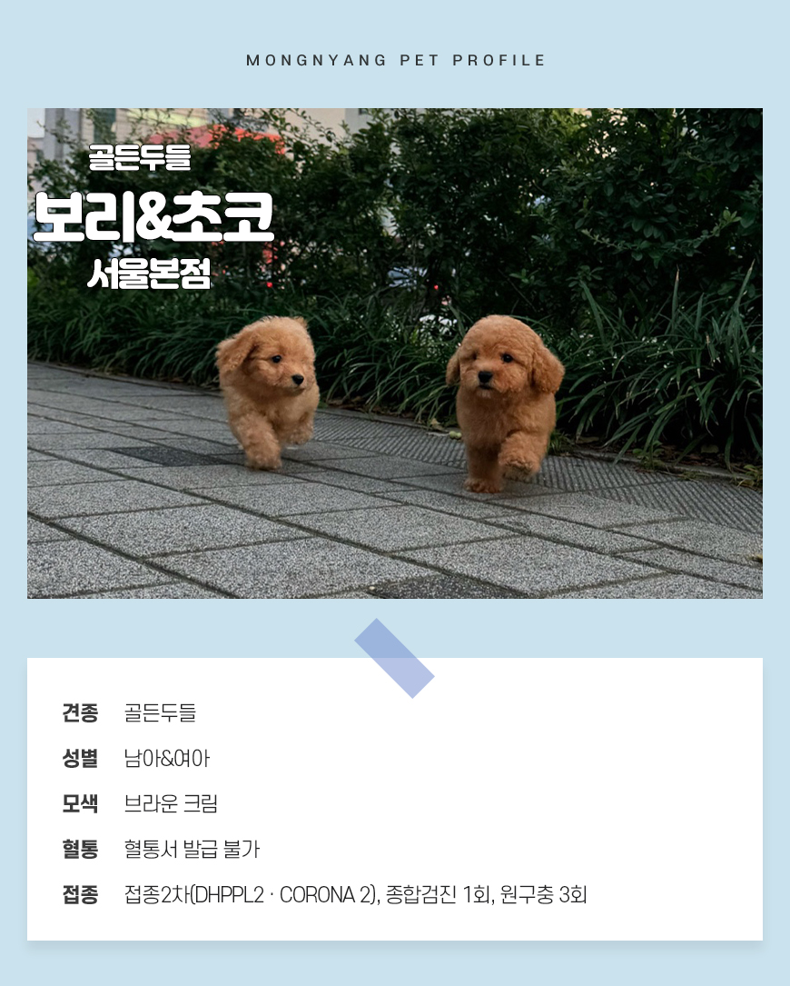 골든두들 분양 - 건강검진 완료 강아지 | 몽냥몽냥