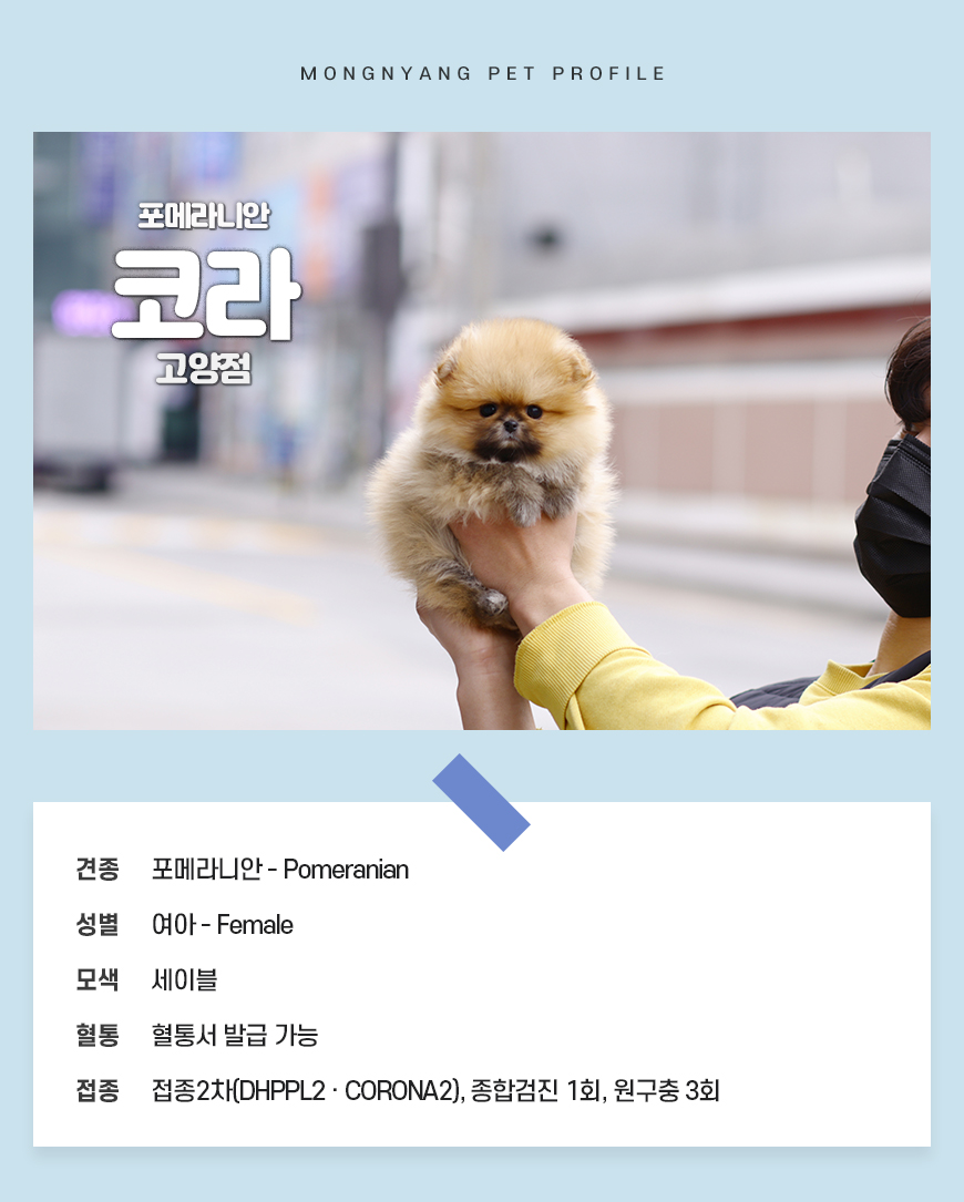 고양시 세이블 포메라니안 분양